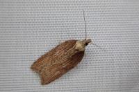 Acleris hastiana