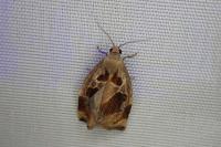 Archips xylosteana