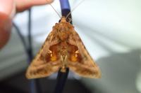 Autographa jota
