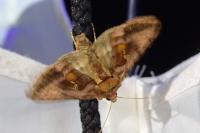 Autographa jota