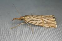 Chrysocrambus linetella