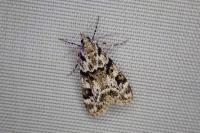 Eudonia delunella