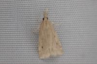 Eudonia pallida