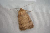 Hoplodrina