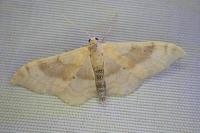 Idaea degeneraria