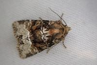 Oligia strigilis
