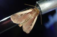 Ochropleura plecta