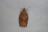 Pandemis heparana
