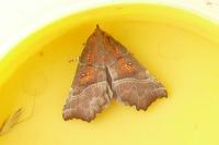 Scoliopteryx libatrix