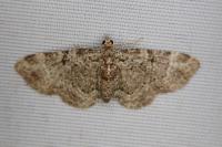 Pasiphila chloerata