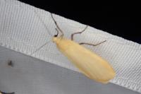 Wittia sororcula