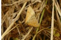 Sitochroa verticalis