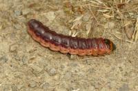 Cossus cossus