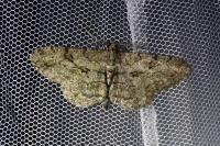 Peribatodes rhomboidaria
