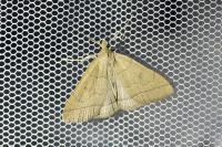 Herminia tarsipennalis