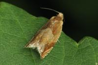 Ancylis mitterbacheriana