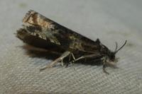 Celypha cespitana