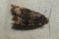 Celypha cespitana