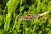 Coleophora calycotomella