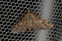 Gymnoscelis rufifasciata