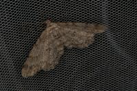 Hypomecis punctinalis