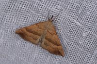 Hypena proboscidalis