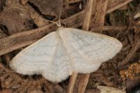 Idaea subsericeata