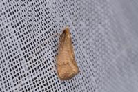 Nematopogon metaxella