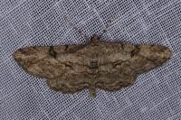 Peribatodes rhomboidaria