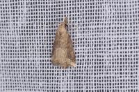 Schrankia costaestrigalis