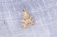 Scoparia ingratella/pyralella