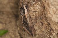 Sphinx ligustri