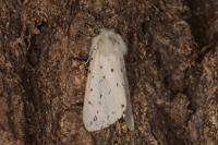 Spilosoma lubricipeda