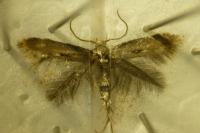 Elachista utonella