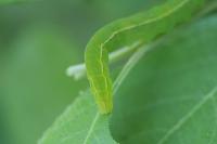 Scoliopteryx libatrix