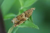 Epinotia abbreviana