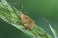 Clepsis consimilana