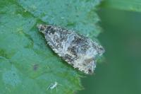 Celypha lacunana