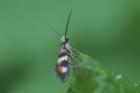 Micropterix aglaella