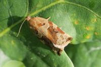 Archips xylosteana