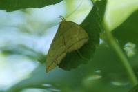 Herminia grisealis