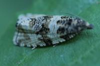 Orthotaenia undulana