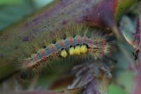 Orgyia antiqua