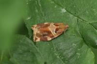 Archips xylosteana