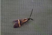 Nemophora degeerella