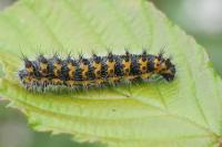 Saturnia pavonia