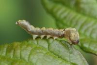 Thyatira batis