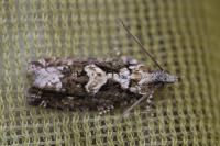 Zeiraphera isertana