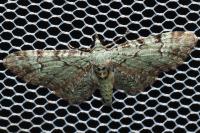 Pasiphila rectangulata