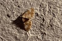 Perizoma flavofasciata